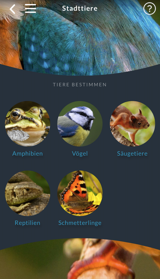Es sind verschiedene Tierarten aufgelistet. Amphibien, Vögel, Säugetiere, Reptilien und Schmetterlinge