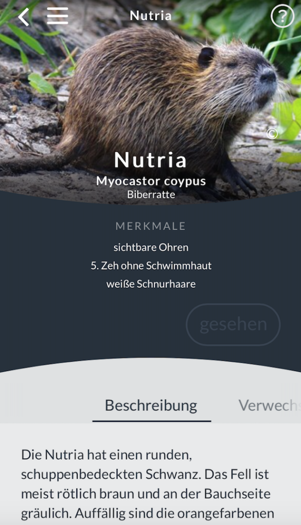 Es ist ein Nutria zu sehen.